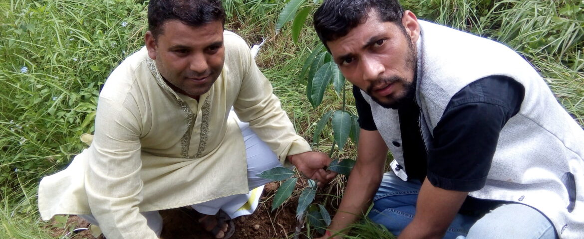 Plantation at amroha