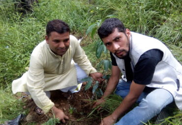 Plantation at amroha