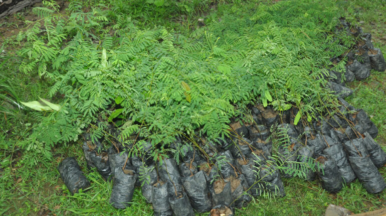 Plantation at Amroh and Bunga Hamirpur on 14th August 2018